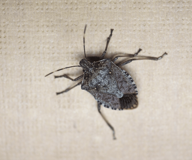 Are Stink Bugs Harmful to Humans?